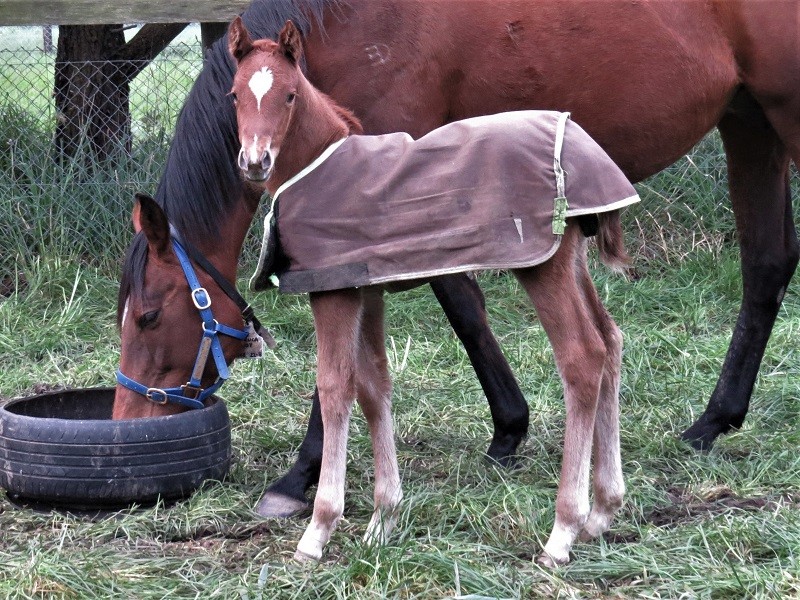 150 Jeruca Joy x Warhorse chf 3-8